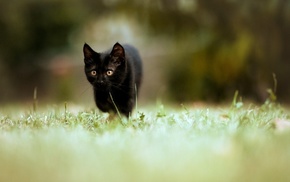 blurred, cat, animals