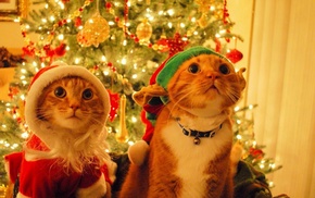 animals, cat, Christmas