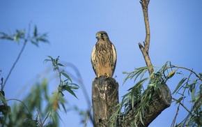 tree, animals