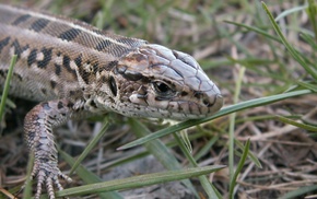 grass, animals