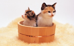 animals