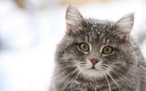 snow, animals