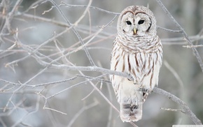 owl, animals, snow