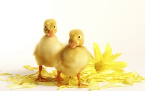 animals