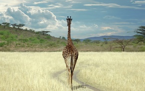 field, animals, rear view