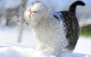 snow, animals, cat