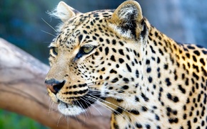 animals, leopard