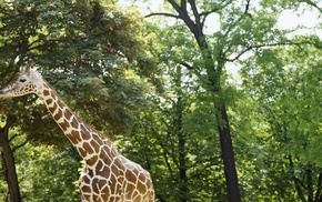 animals