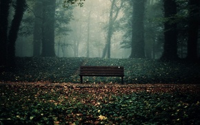 bench, leaves, trees, forest