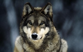 animals, wolf