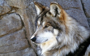 wolf, animals