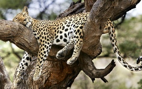 leopard, animals