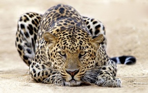 leopard, animals