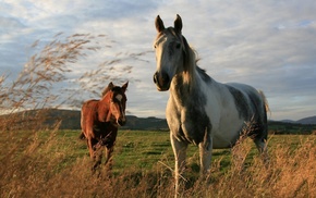 horses, field, wind, animals