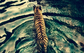 animals, tiger, water, lights