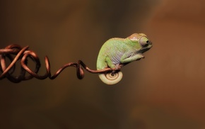 animals