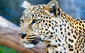 leopard, animals