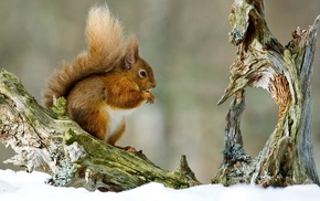 animals, snow