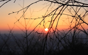 twigs, sunset, nature