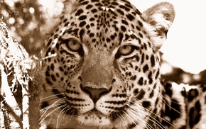 animals, leopard