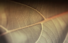 nature, macro, plants, leaves