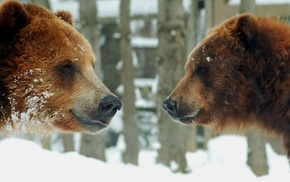 bears, animals