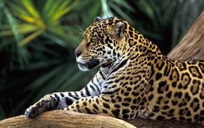 leopard, animals