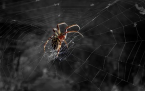 spider, nature