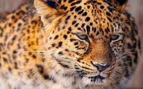 animals, leopard