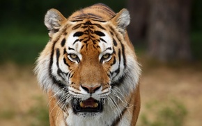 animals, tiger