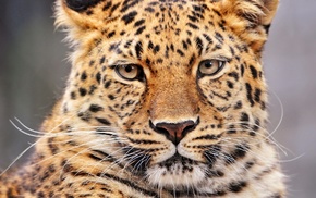 leopard, animals