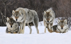 snow, animals