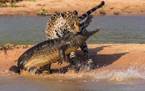 crocodiles, fighting, animals