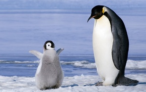birds, ice, baby animals, penguins