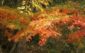 forest, autumn, foliage