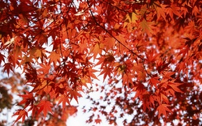 autumn, foliage
