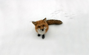 fox, snow