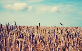 field, nature