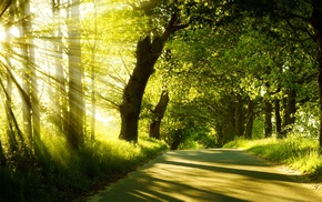 nature, road