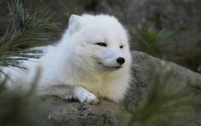 animals, arctic fox