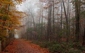 trees, autumn