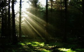 nature, sun rays