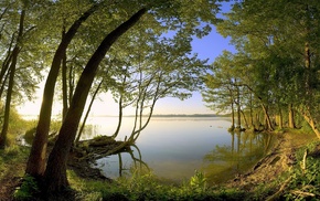 trees, nature, bay