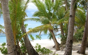 water, nature, sand, palm trees