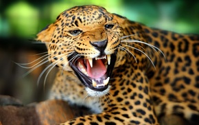 animals, jaguars
