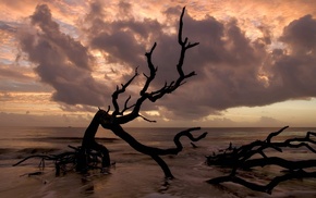 clouds, landscape, driftwood, sea