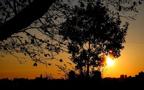 tree, nature