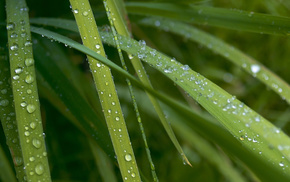 macro, stripes, dew