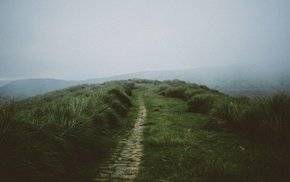grass, mist, nature