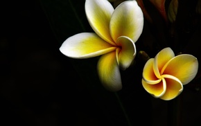 yellow, flower, white, flowers
